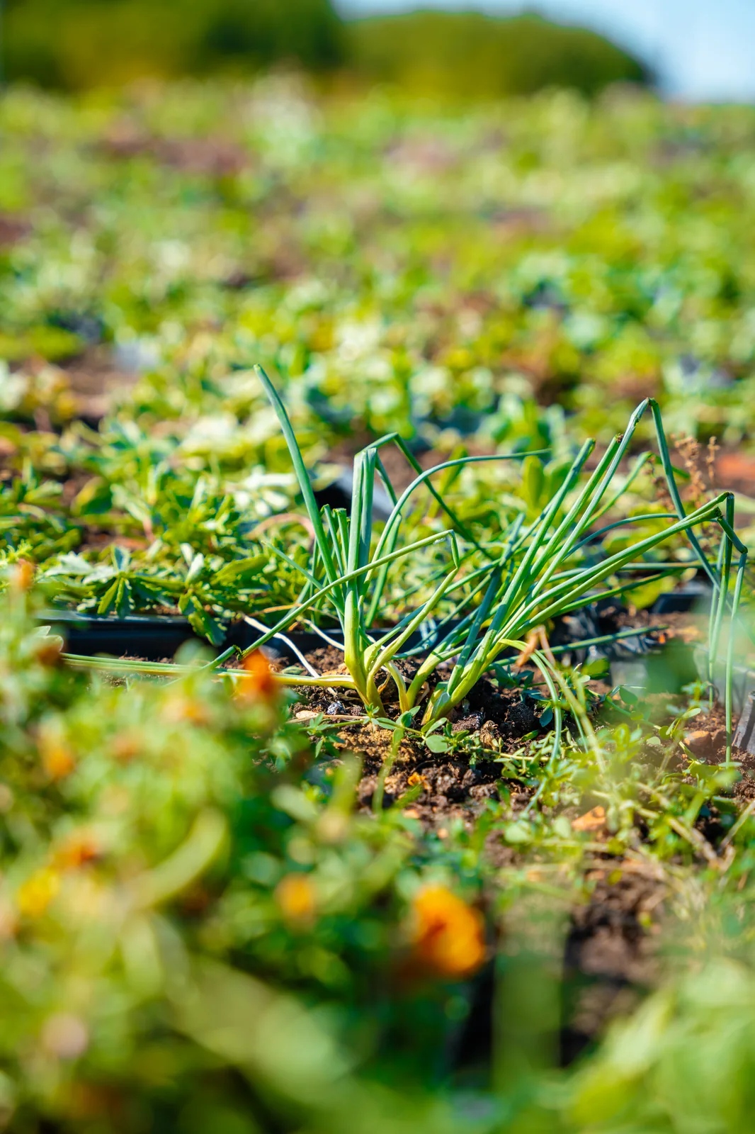 Green Decor — kasetni zeleni krov — fotografija 6