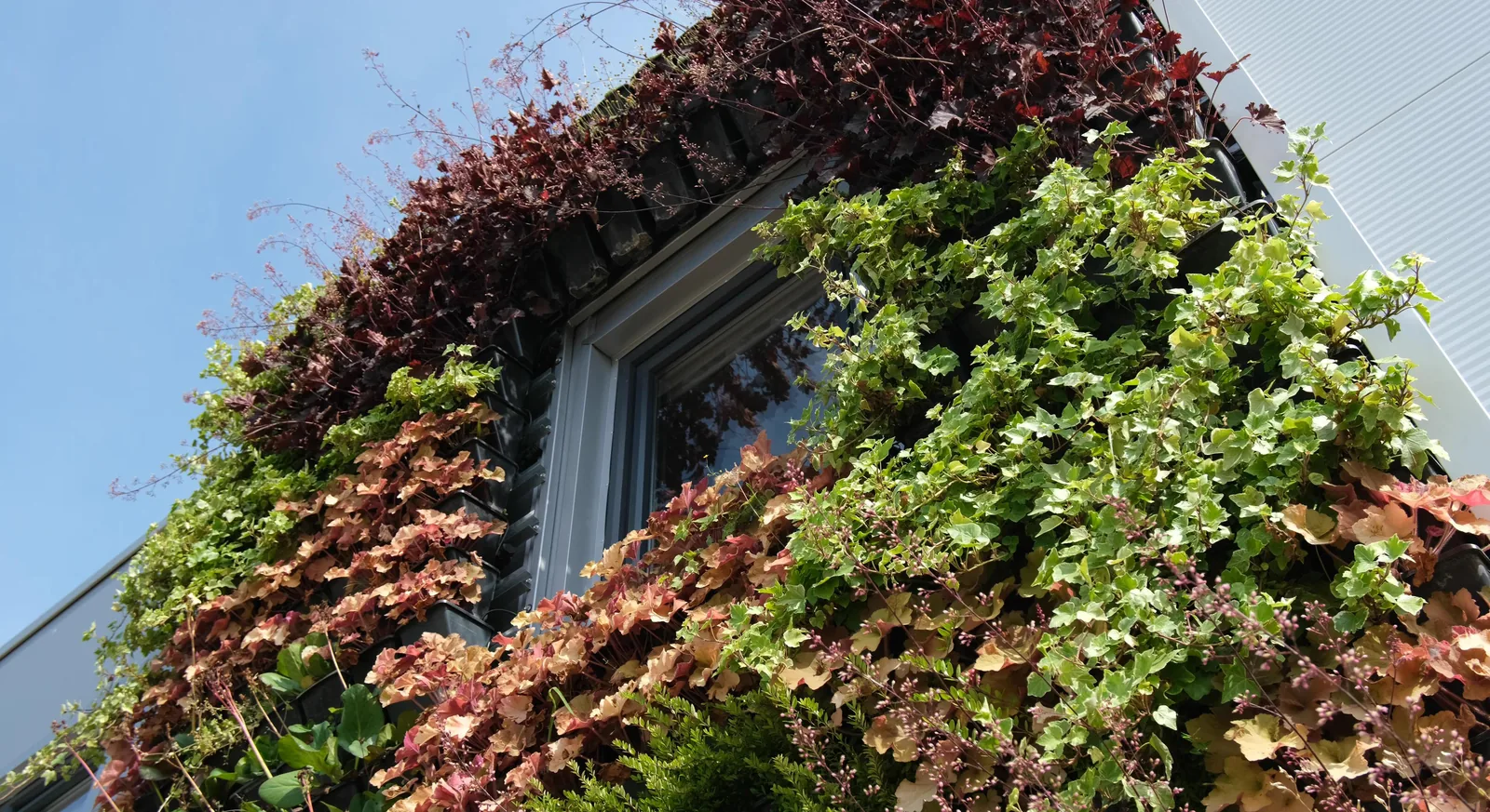 Kasetni zeleni zid — Green Decor — fotografija 1