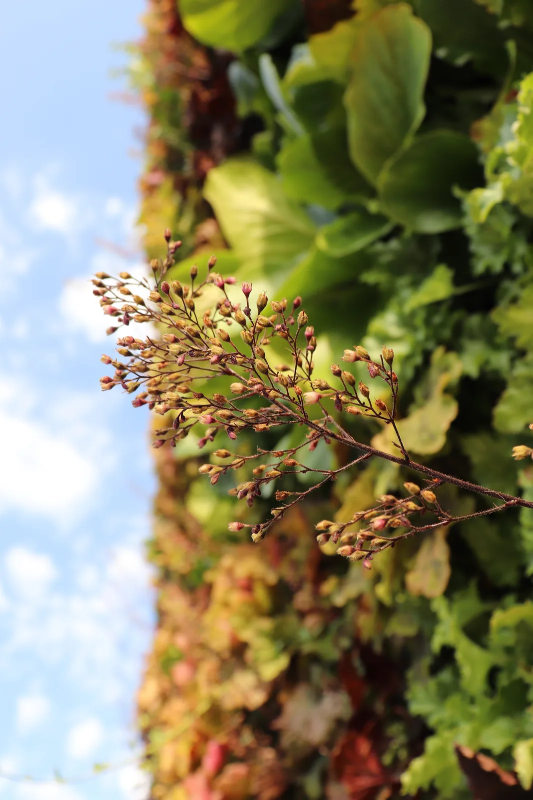 Kasetni zeleni zid — Green Decor — fotografija 4