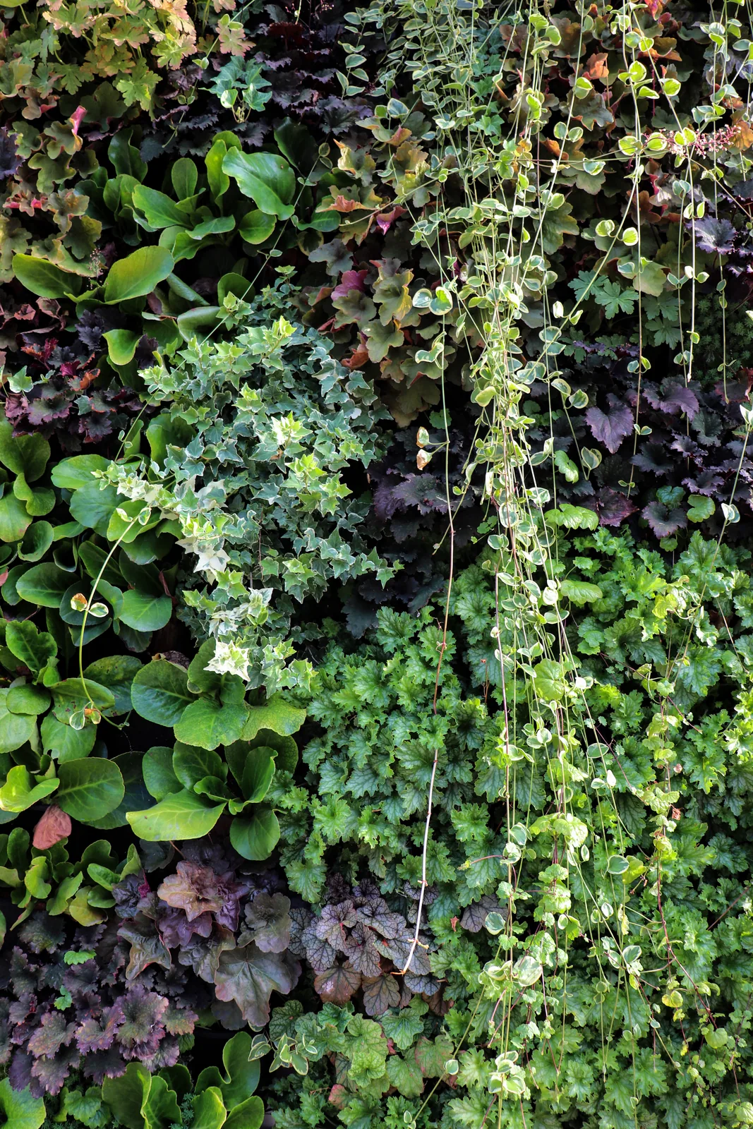 Kasetni zeleni zid — Green Decor — fotografija 5