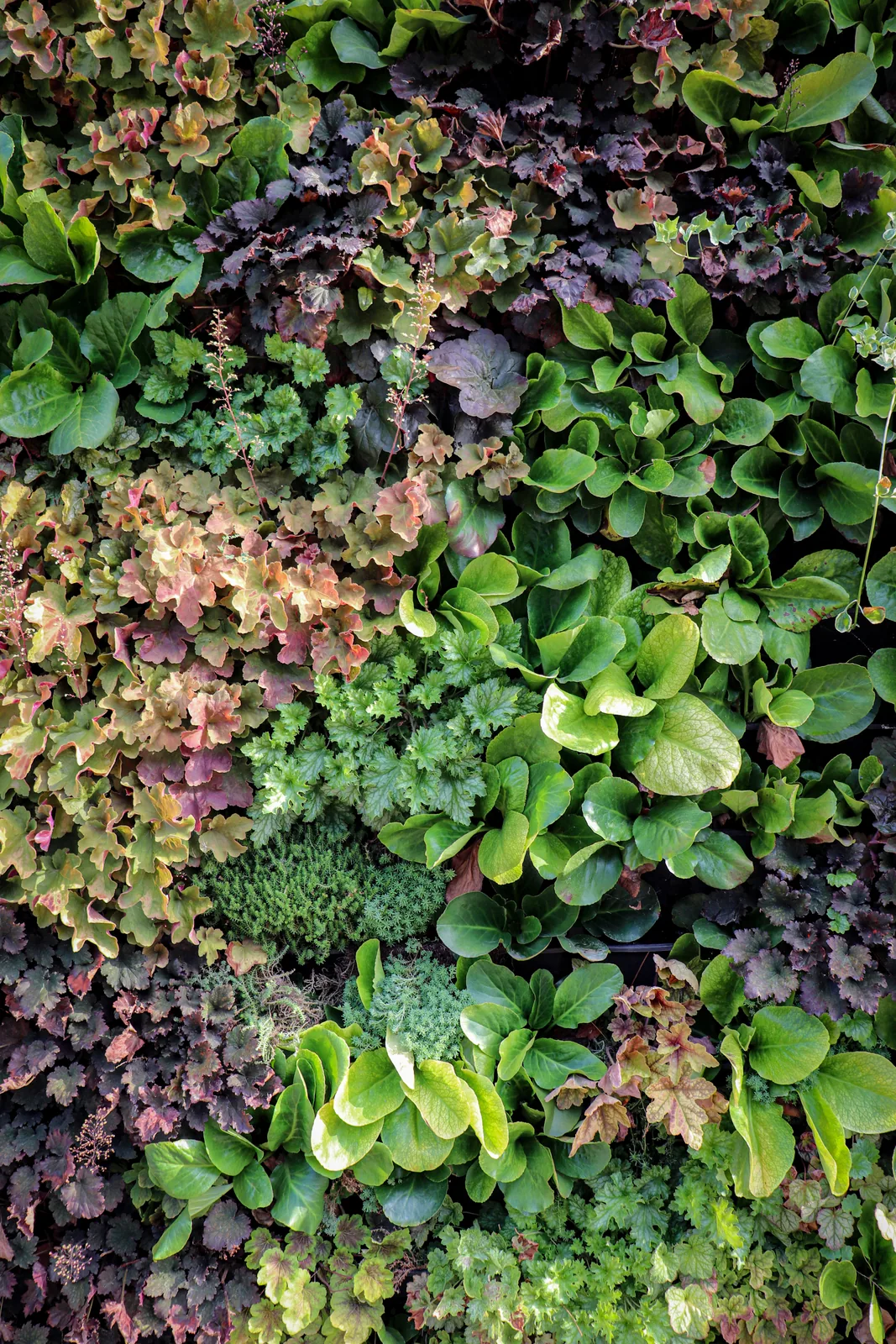 Kasetni zeleni zid — Green Decor — fotografija 6
