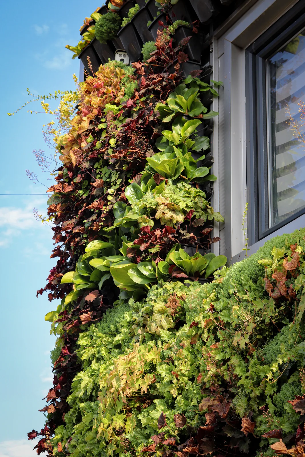 Kasetni zeleni zid — Green Decor — fotografija 7