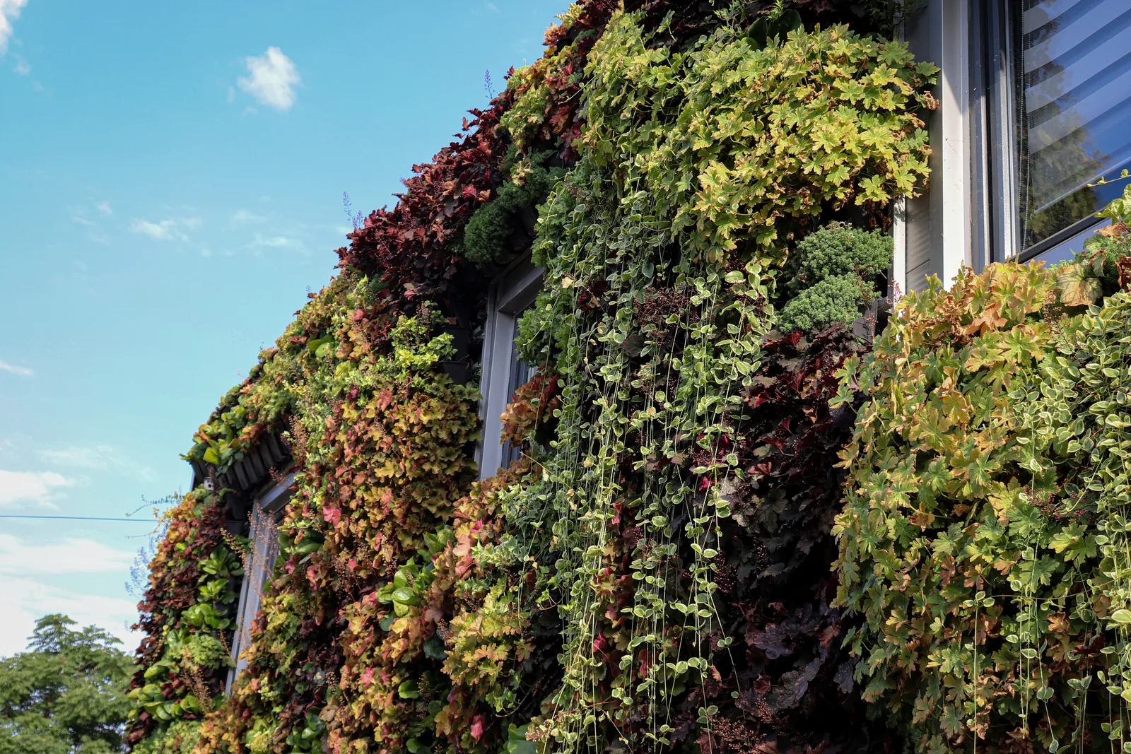 Kasetni zeleni zid — Green Decor — fotografija 8