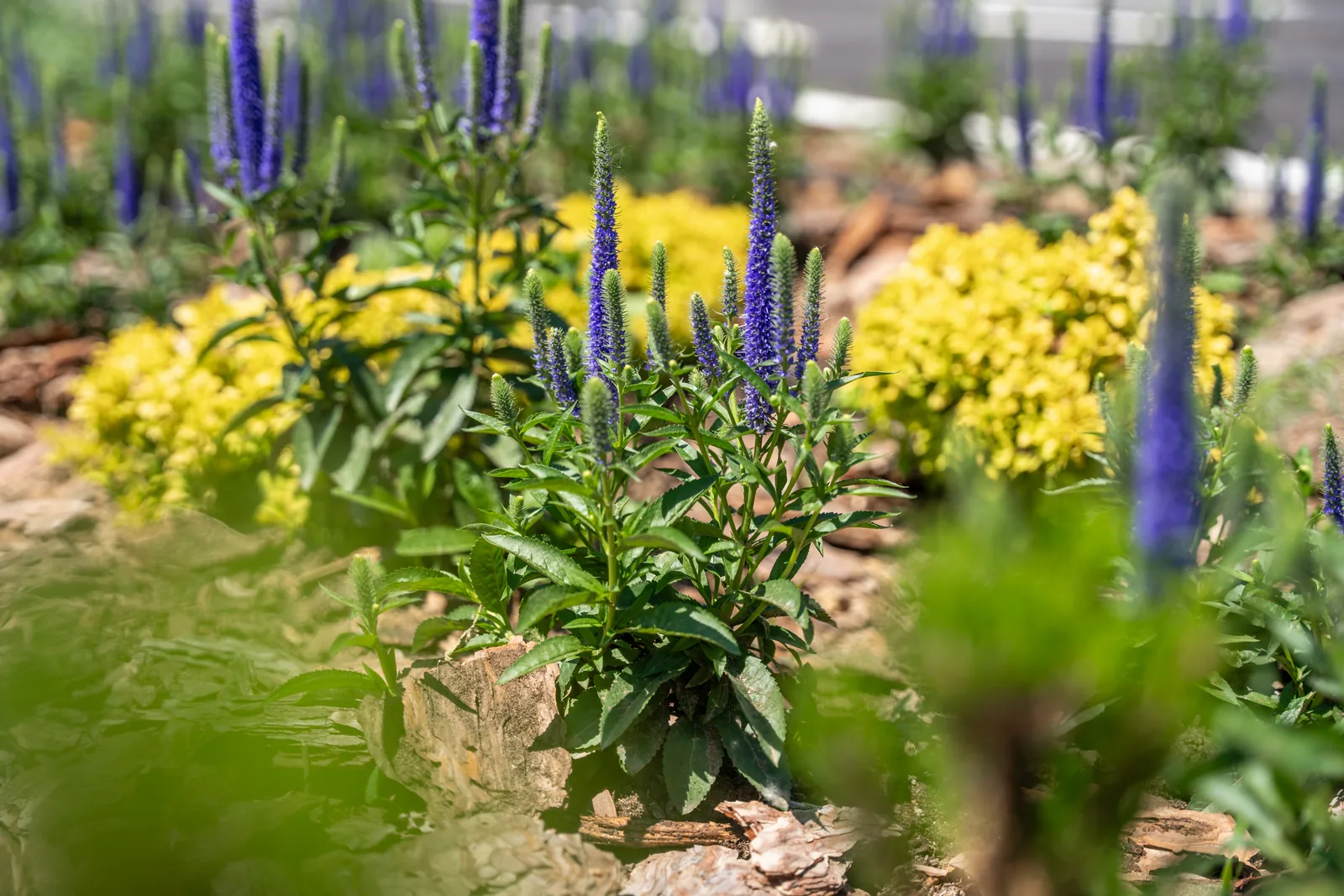 Linijski park — celina 1.4 — fotografija 4